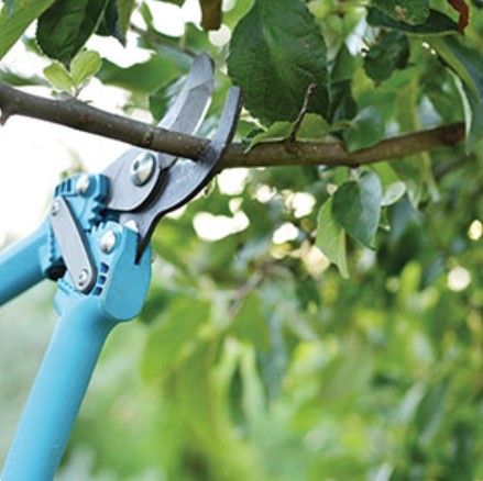 Residential Pruning & Tree Trimming Services
