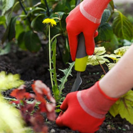 Weed Control & Removal Services